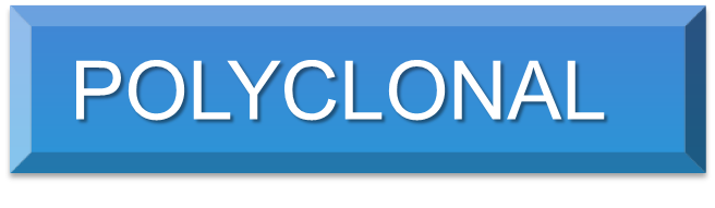 Polyclonal 