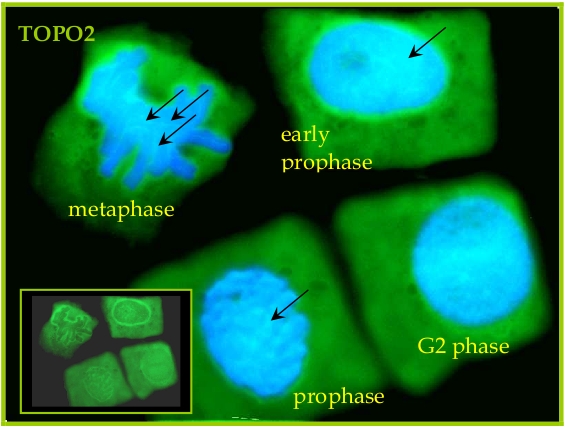 immunolocalization of TOPO2 in plant chromosomes