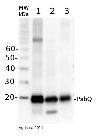 western blot using anti-PsbQ antibodies