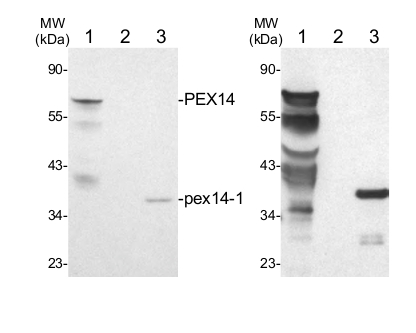 western blot using anti-AtPex14p antibodies, plant peroxysomal marker