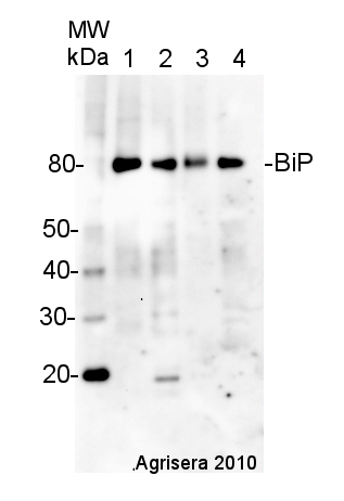 western blot detection of plant BiP using hen antibody