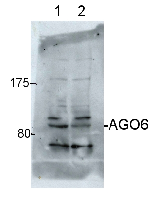 western blot using anti-AGO6 antibodies