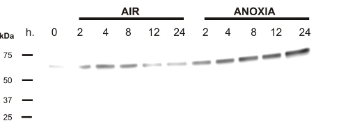 western blot using anti-plant PDC antibodies western blot using anti-plant PDC antibodies