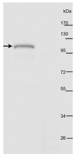 western blot using anti-AtPHOT2 antibodies