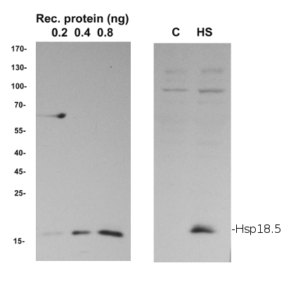 western blot using plant anti-Hsp18.5 antibodies