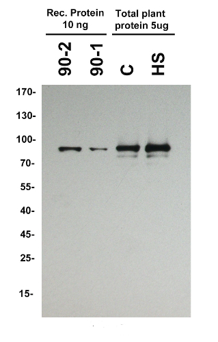 western blot detection using anti-HSP90-2 plant antibody