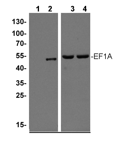 western blot detection of plant EF1A