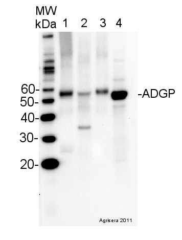 western blot using anti-ADGP antibodies western blot using anti-ADGP antibodies