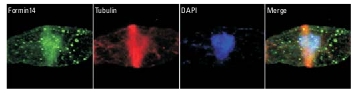 immunofluorescence detection using anti-formin antibodies immunofluorescence detection using anti-formin antibodies
