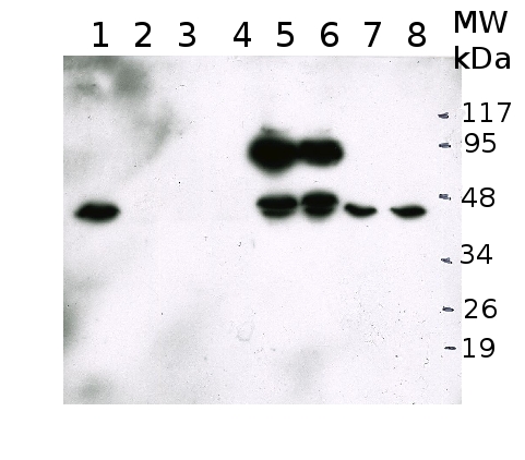 western blot using anti-HDT3 antibodies
