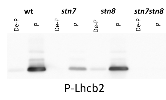 western blot using anti-phosphorylated Lhcb2 antibodies