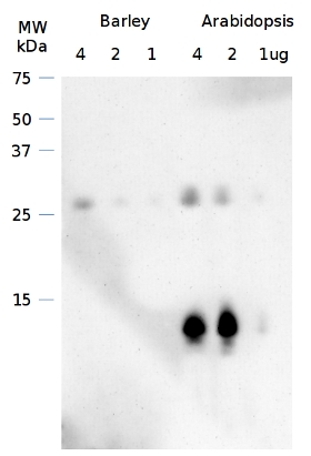 western blot using anti-Curt1A antibodies
