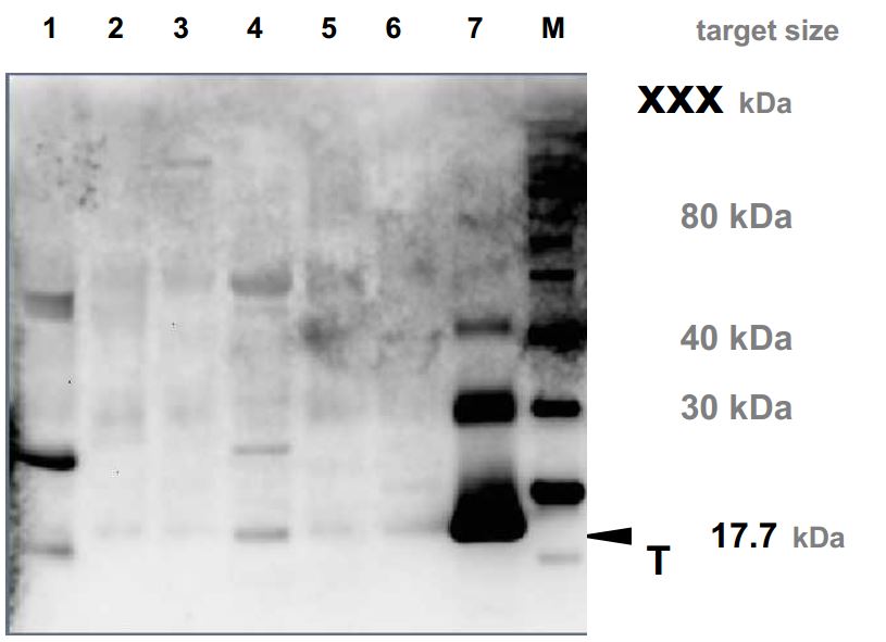 download new protein