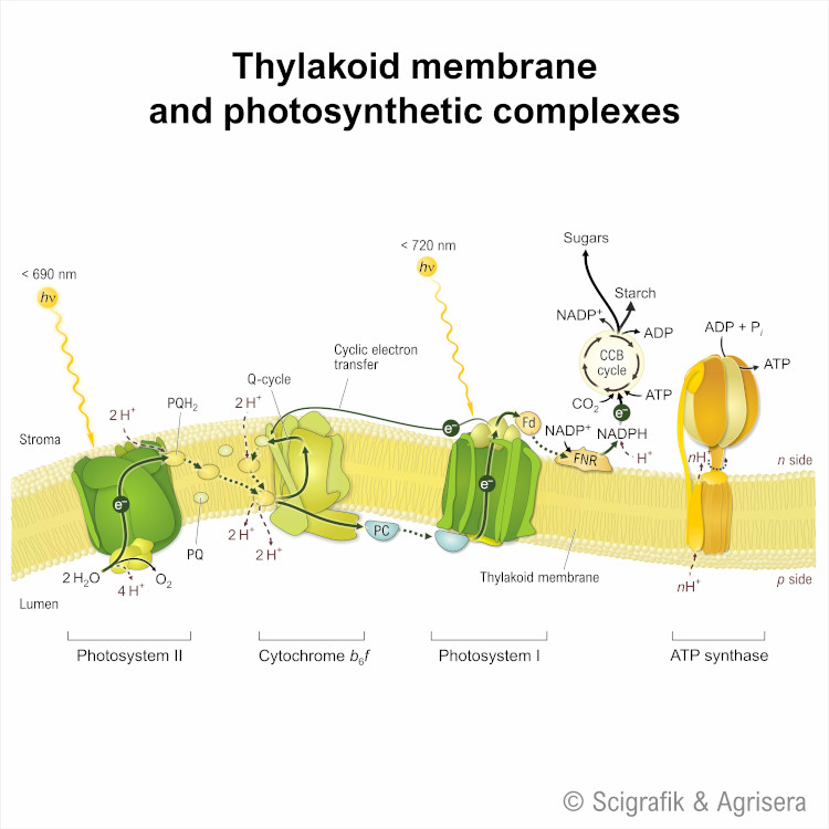 Free scheme of thylakoid membrane