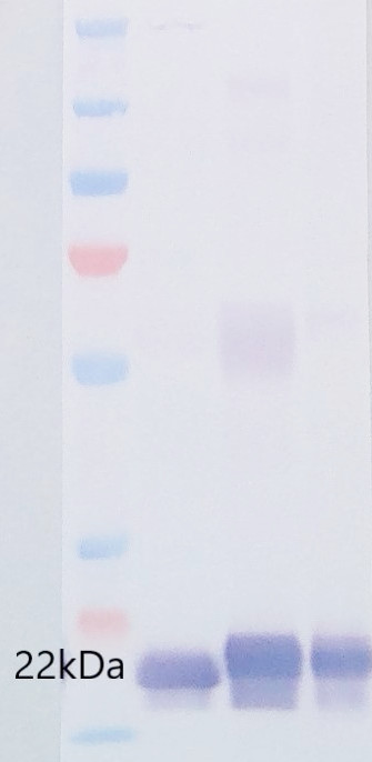 Western blot detection of Lhca1 using anti-Lhca1 antibodies