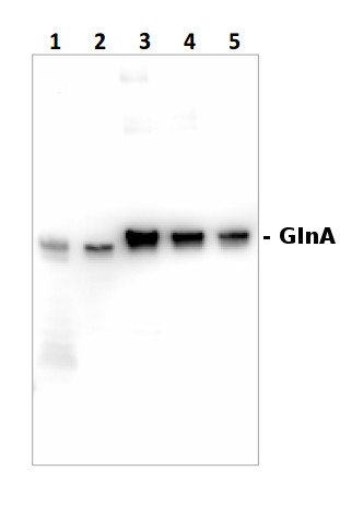western blot using anti-GlnA antibodies on cyanobacterial sampls