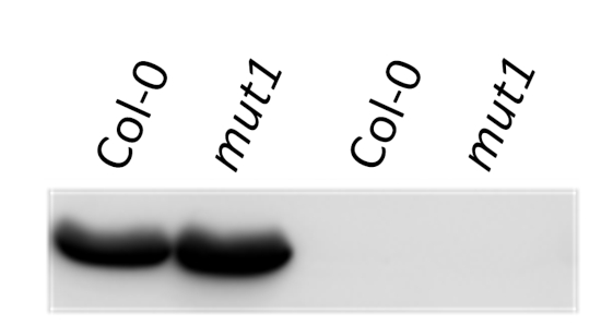 Western blot on cytoplasmic and chloroplastic fractions with anti-UGPase antibodies