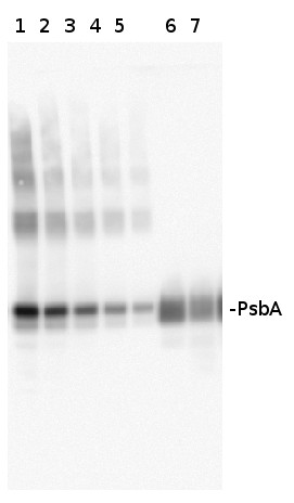 western blot using anti-PsbA antibodies on Med4