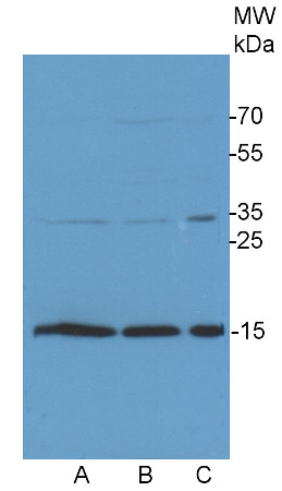 western blot using anti-COXIIb antibodies on Chlamydomonas cell extracts