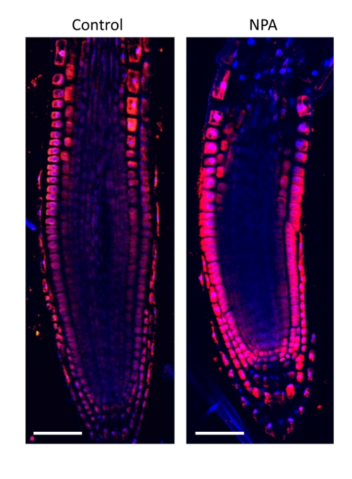 immunolocalization of auxin in plant tissue