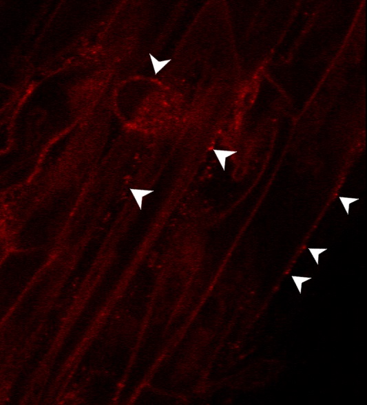 Immunofluorescent localization of H+ATPase in Arabidopsis thaliana seedlings