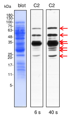 western blot using affinity purified anti-dehydrin antibodies