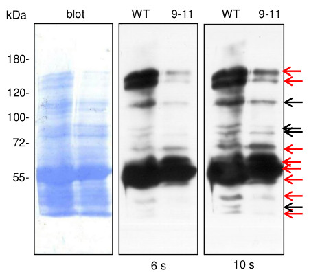 western blot using anti-dehydrin antibodies on nuclear fraction