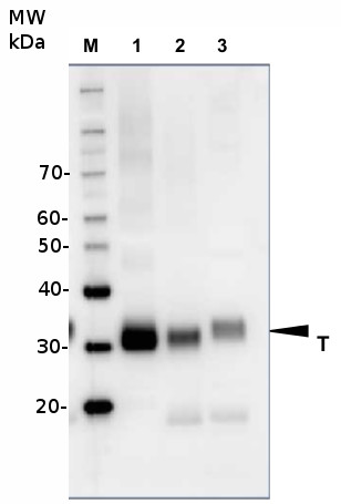 western blot using plant anti-V-ATPase antibodies