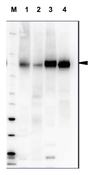 western blot using plant anti-H+ATPase antibodies