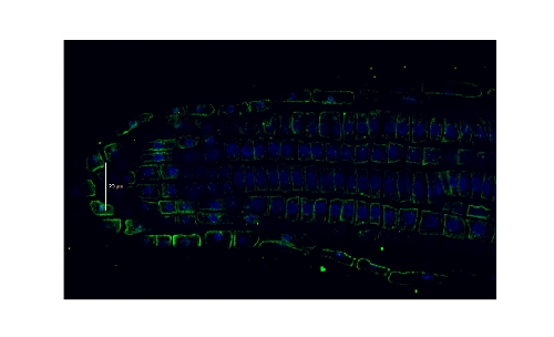 immunolocalization of H+ATPase in Arabidopsis thaliana roots immunolocalization of H+ATPase in Arabidopsis thaliana roots