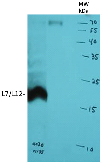 western blot using anti-L7/L12 antibodies