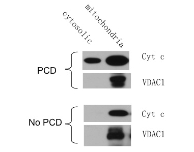 western blot using anti-plant cytochrome c, marker of PCD
