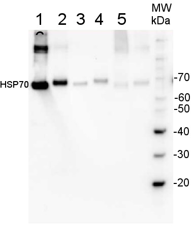western blot using plant anti-HSP70 antibodies