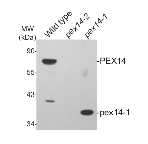 western blot with plant peroxisomal marker antibody