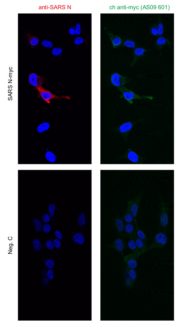 Immunofluorescent localization using anti-c-Myc epitope tag chicken polyclonal antibodies