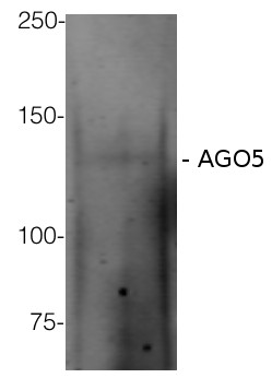 western blot using anti-AGO5 antibodies on Arabidopsis thaliana