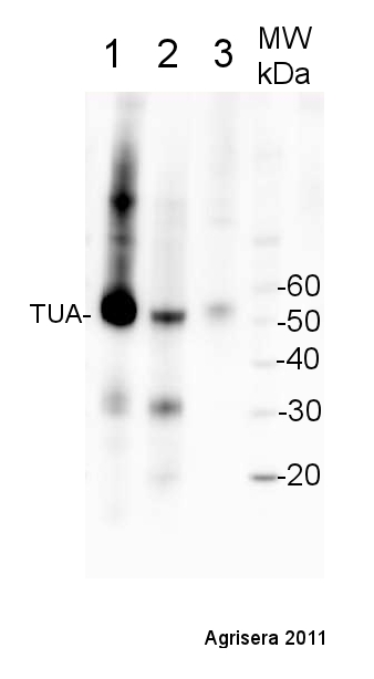 western blot using anti-plant tubulin alpha antibody