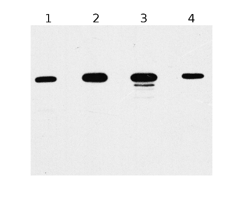 western blot using anti plant actin antibody western blot using anti-plant actin antibody