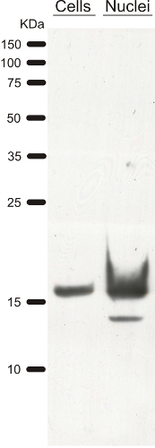 western blot on Chlamydomonas using anti-H3 antibody western blot on Chlamydomonas using anti-H3 antibody