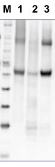 使用抗-ADGP抗體的1D SDS-PAGE蛋白質印跡