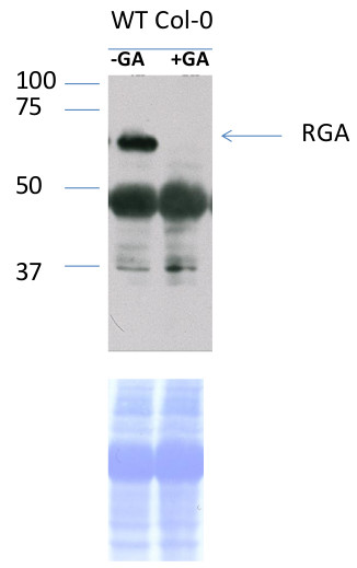 westrn blot using anti-RGA antibodies
