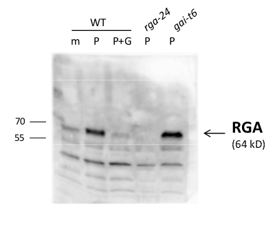 western blot using anti-RGA antibodies