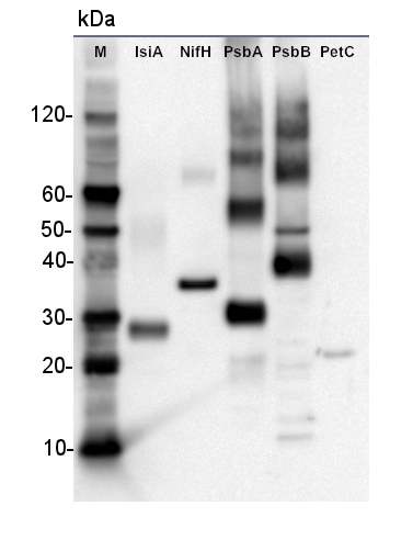 western blot on plant recombinant proteins using anti-His antibody