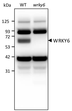 western blot detection of AtWRKY6