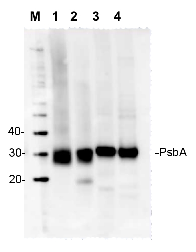 western blot detection using anti-PsbA N-terminal antibody