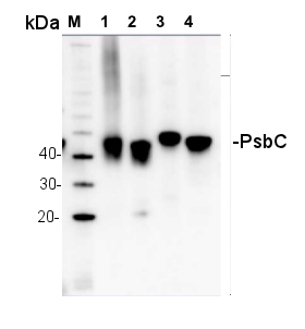 western blot detection of PsbC in several species