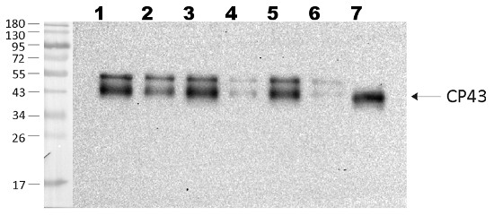 western blot using anti-CP43 antibodies