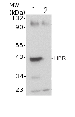 western blot dection of plant HPR protein (plant peroxisomal marker)