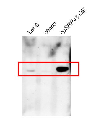 Western blot using anti-SRP43 antibodies