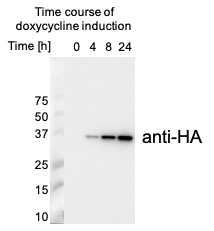 Western blot using anti-HA tag antibodies